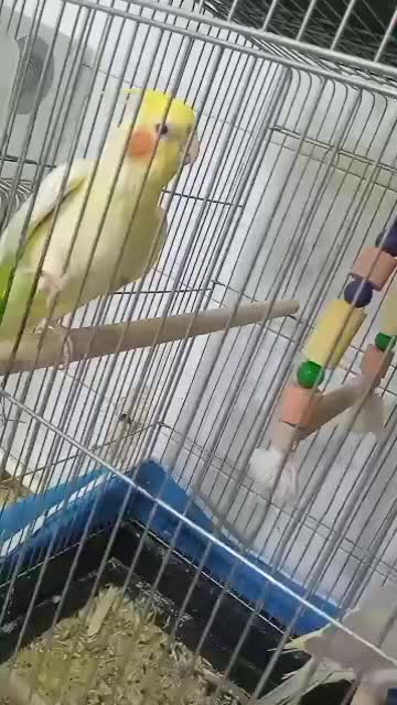 یک جفت عروس هلندی سخنگو|پرنده|بندر گناوه, |دیوار