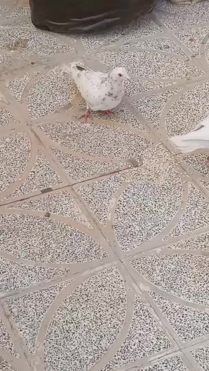 دورگ|پرنده|شاهین‌شهر, شهرک گلدیس|دیوار