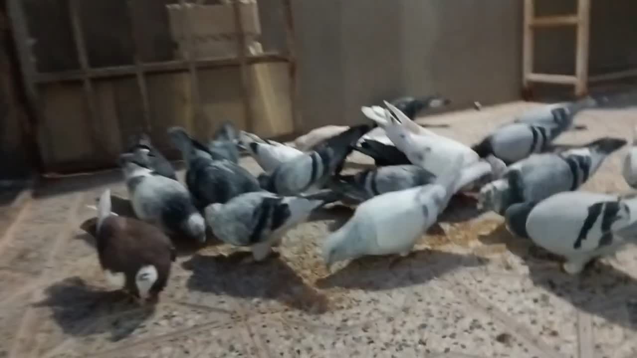 کبوتر|پرنده|تربت‌حیدریه, شهرک ولیعصر|دیوار