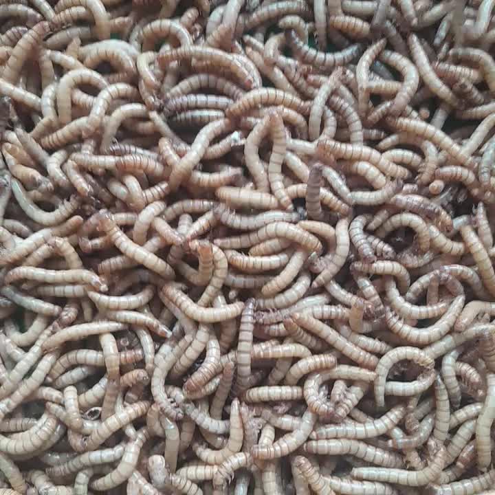 میلورم زنده تمییز|خزنده|مشهد, خواجه ربیع|دیوار