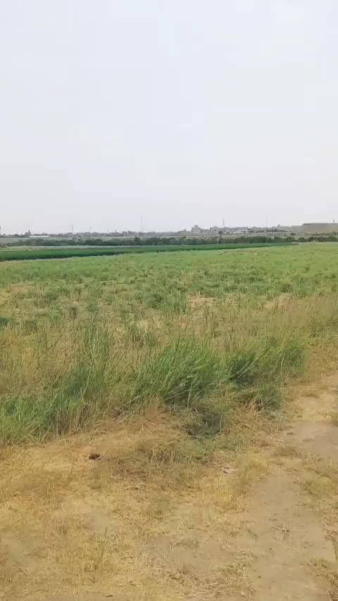 زمین کشاوزی (گلخانه) ۲ هکتاری متری ۲۵۰ هزارتومن|فروش زمین و ملک کلنگی|مشهد, رسالت|دیوار