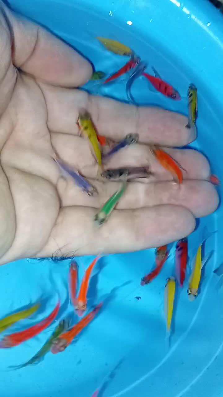 فروش ماهی کالر همه رنگ|ماهی|مشهد, گوهرشاد|دیوار