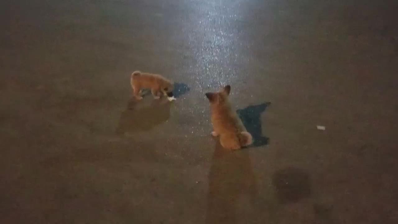 سگ نژاد شیوا|سگ|مشهد, شهید قربانی|دیوار