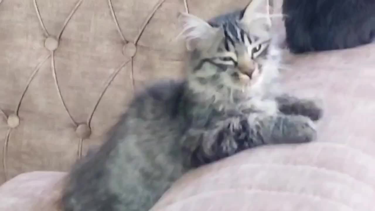 واگذاری رایگان دوبچه گربه همراه شرایط|گربه|نجف‌آباد, امیرآباد|دیوار