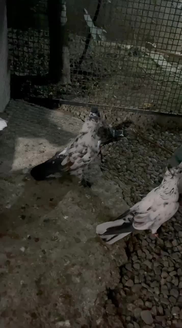 کبوتر نر سوسک پشت پروک|پرنده|آق قلا, |دیوار