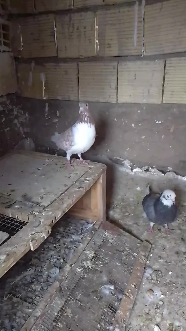 کبوتر به سورت عمده|پرنده|اردکان, |دیوار