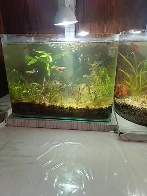 آکواریوم پلنت باماهی|ماهی|سلماس, |دیوار