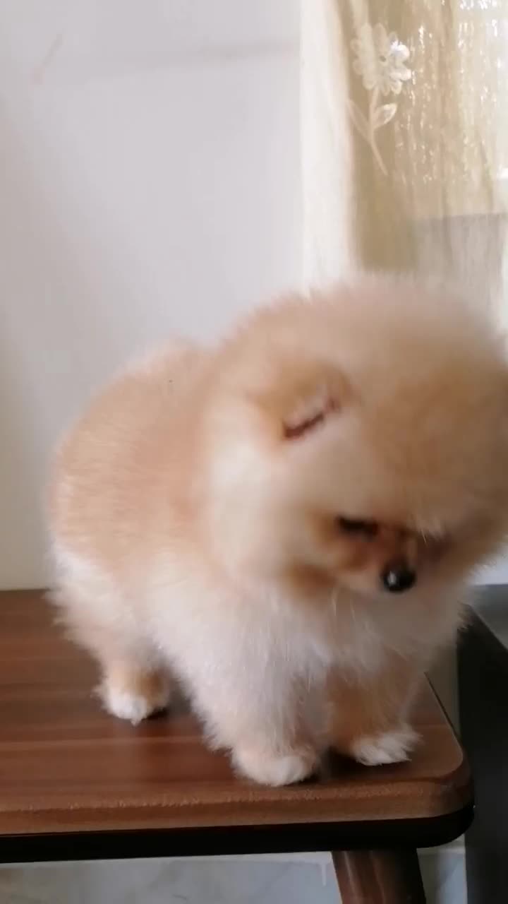 سگ پامرانین خرسی|سگ|هشتگرد, تهران دشت|دیوار