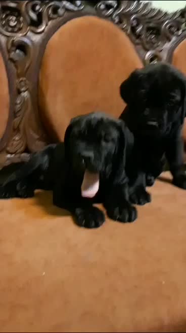 کن کورسو سگ گارد فرمان پذیر توله های گرید یک|سگ|تهران, سازمان برنامه جنوبی|دیوار