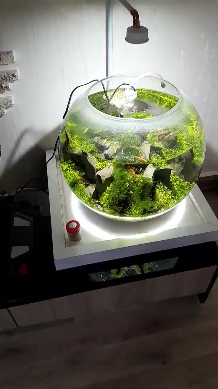 تنگ گیاهی همراه با ماهی|ماهی|تبریز, |دیوار