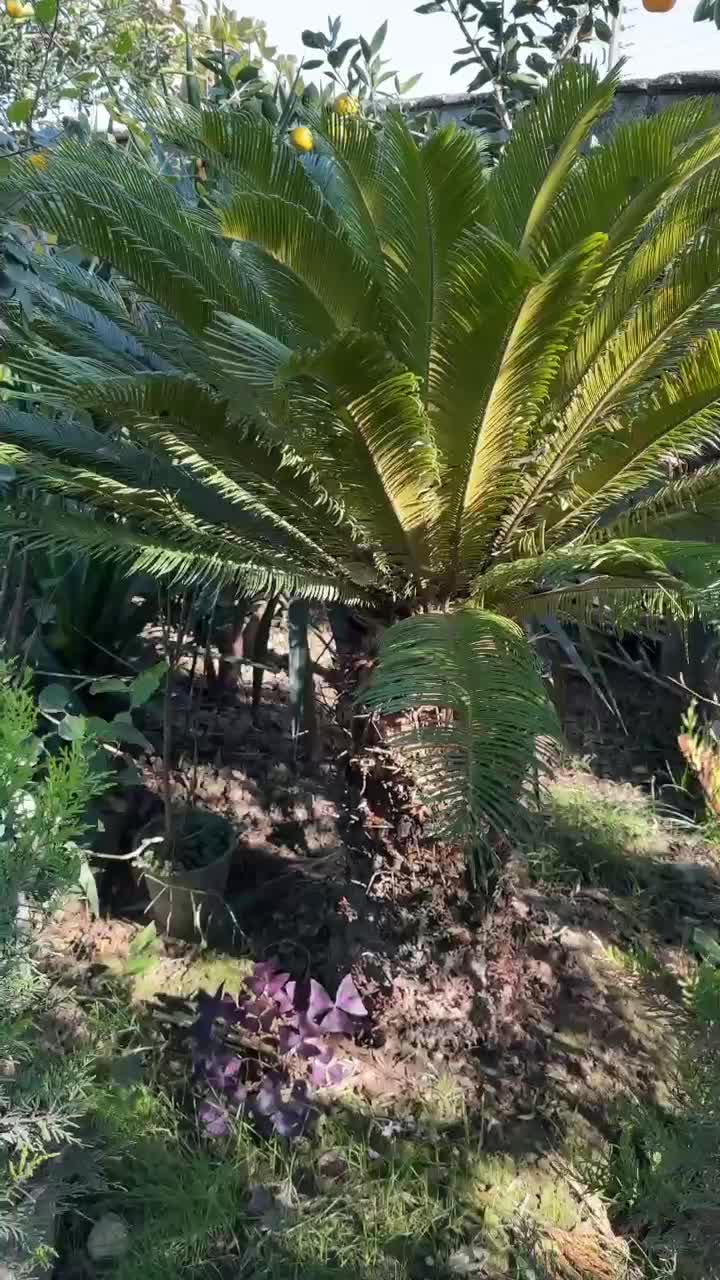 درختچه زینتی سیکاس غول پیکر|گل و گیاه طبیعی|آمل, |دیوار