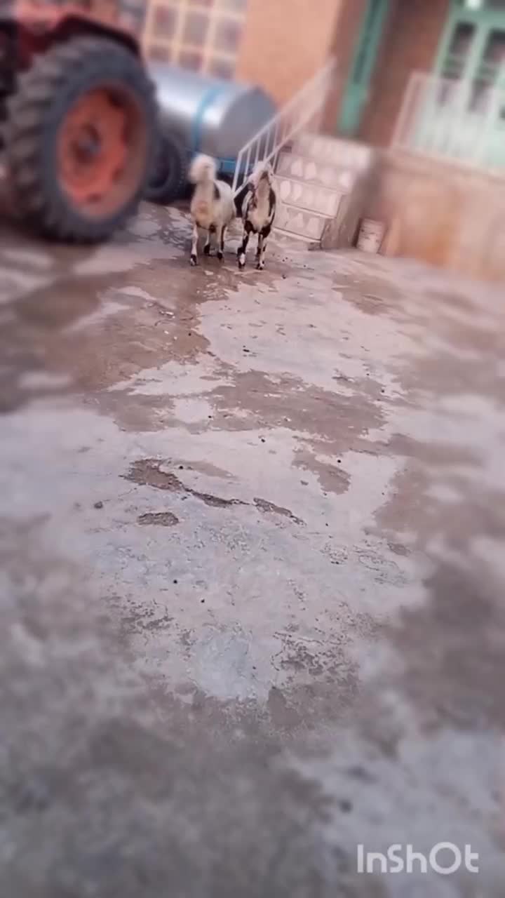 بره قوچ پوست گاوی|حیوانات مزرعه|بروجرد, |دیوار