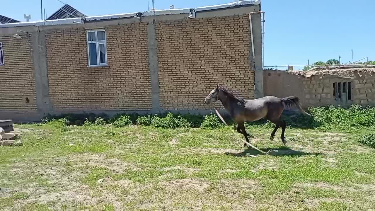 اسب کورد|اسب و تجهیزات اسبسواری|تهران, حر|دیوار