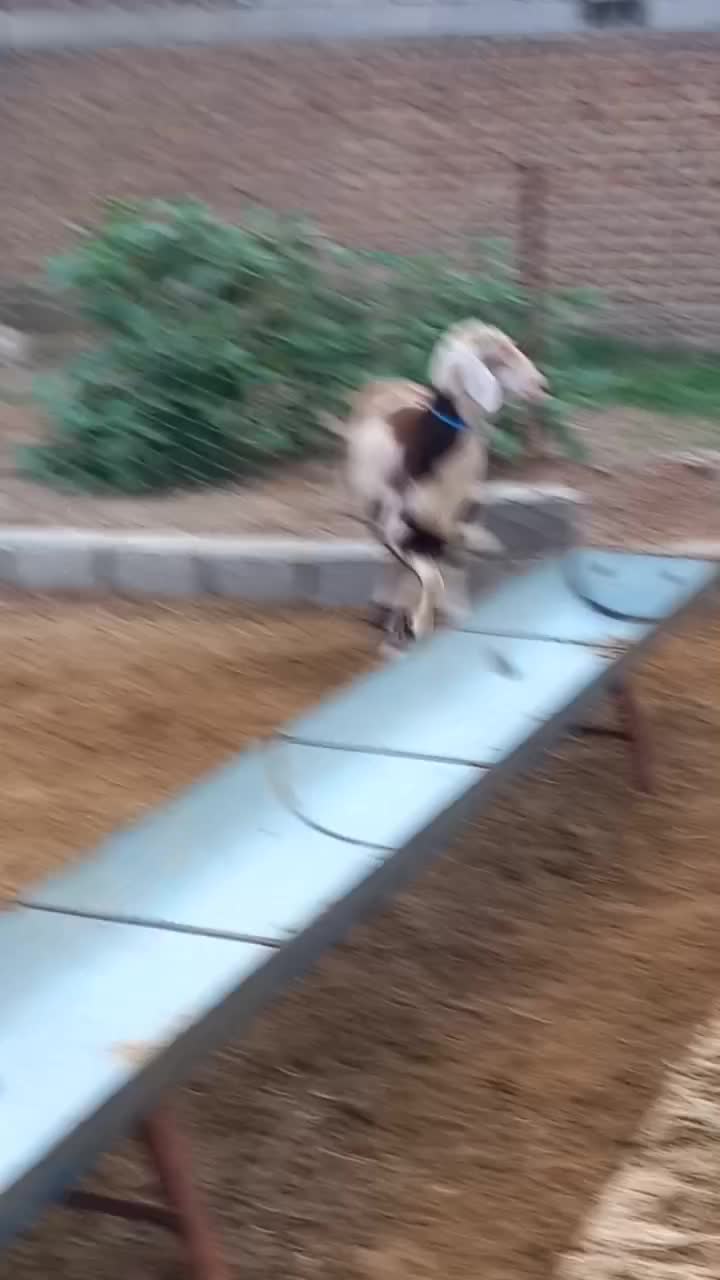 بره قوچ بروجردی اصل|حیوانات مزرعه|سیمین شهر, |دیوار