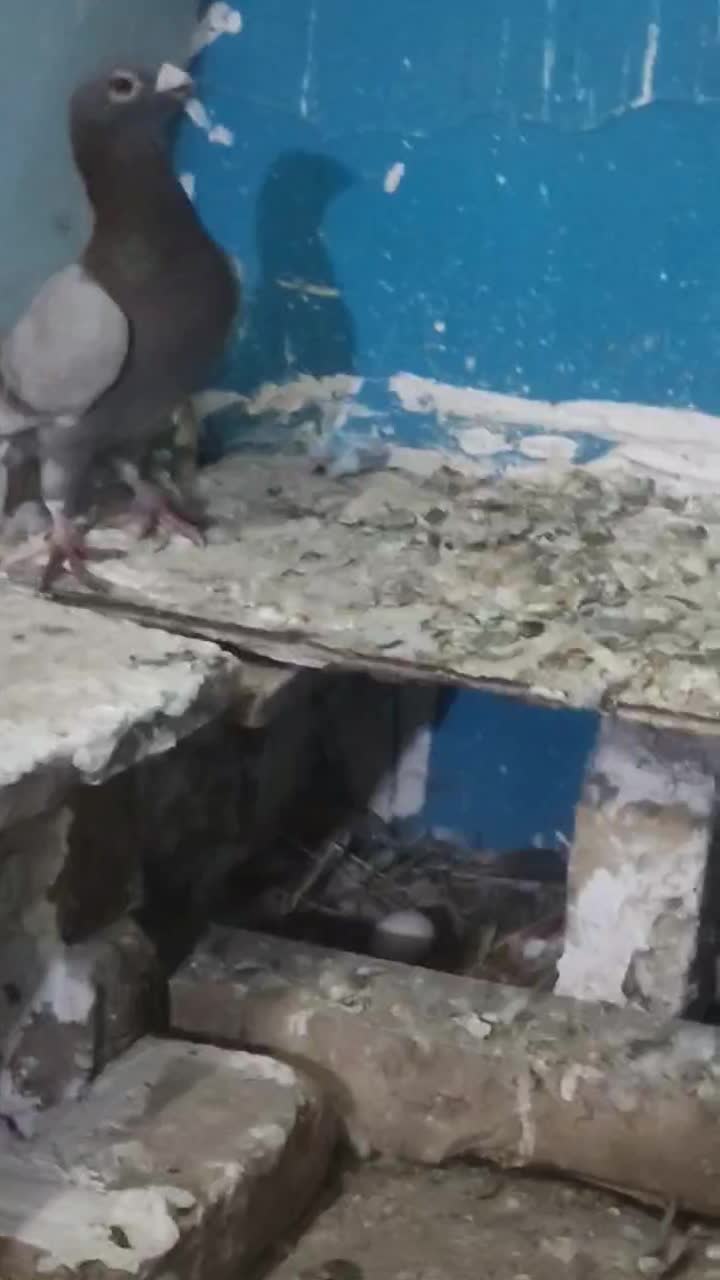 پرنده|پرنده|نیشابور, مازول|دیوار