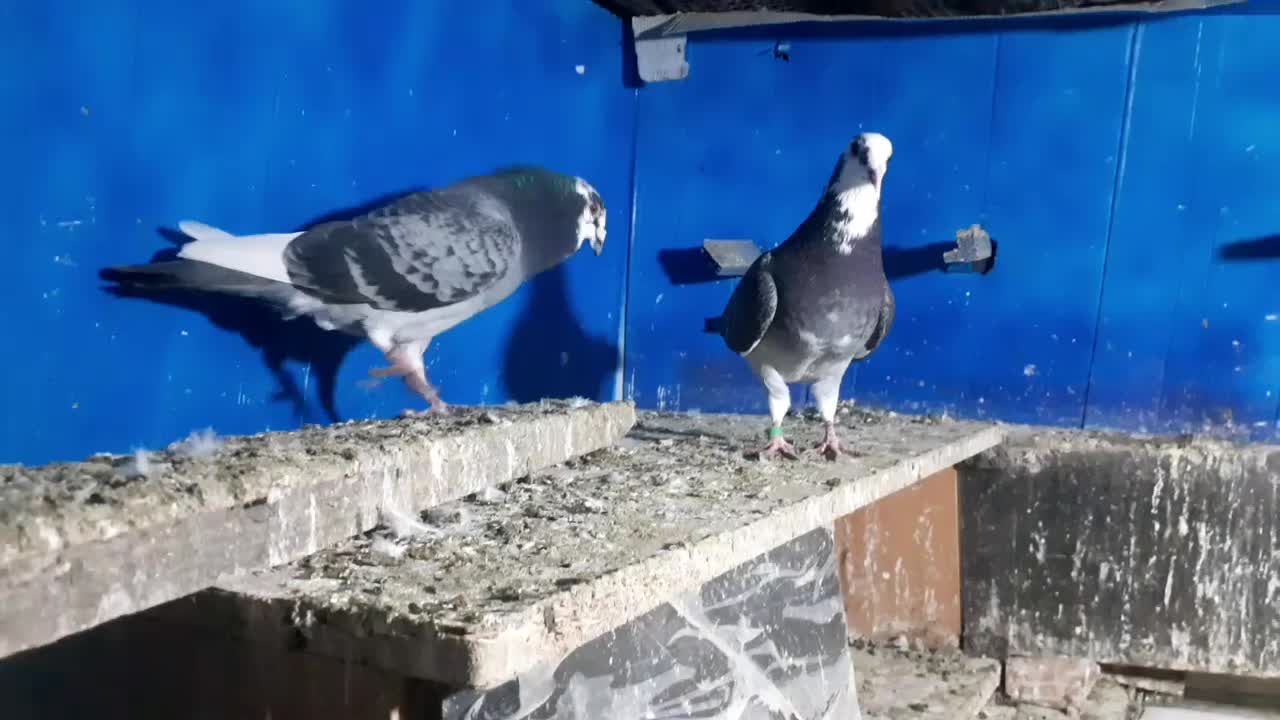 کفترابلغ المانی وزاغ ابادانی|پرنده|مینودشت, |دیوار