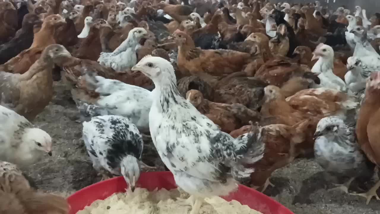 فروش نیمچه گلپایگان|حیوانات مزرعه|رشت, بازار|دیوار
