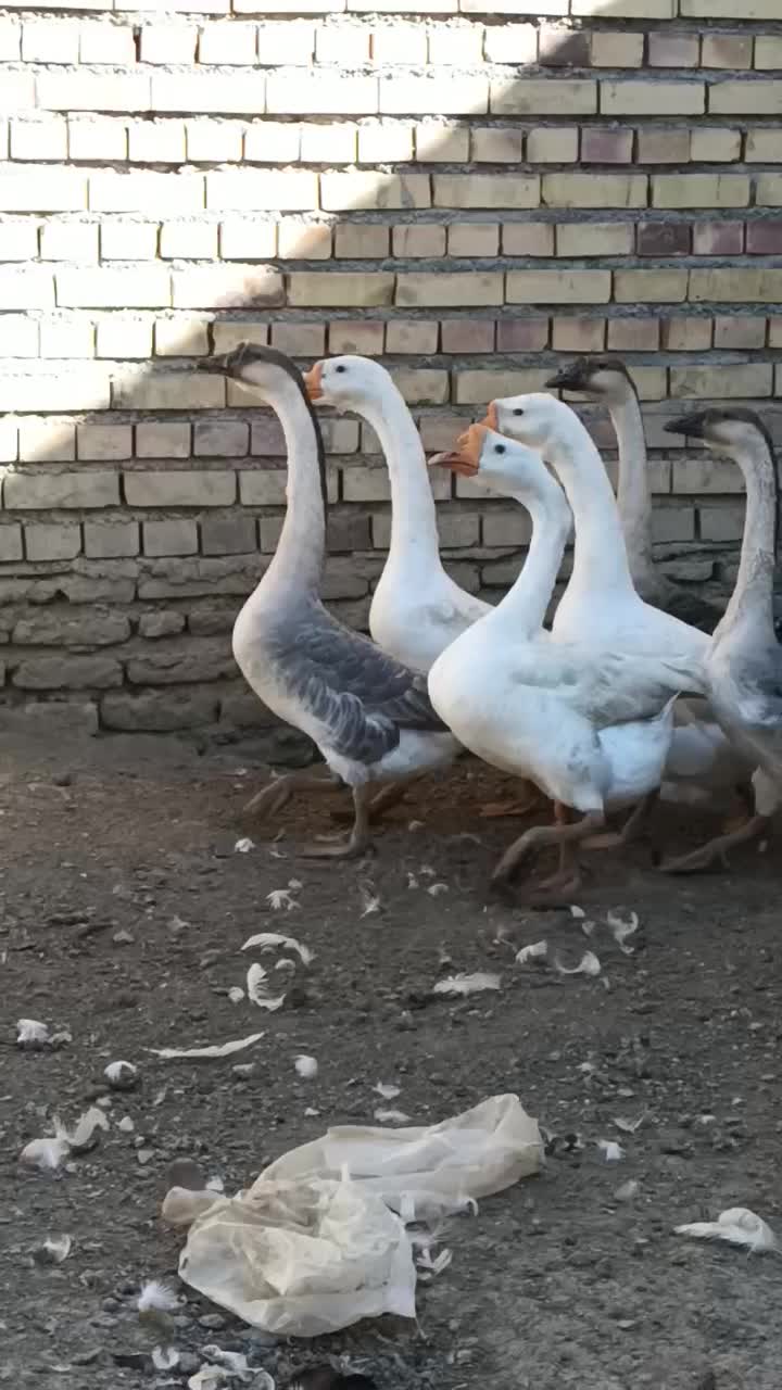 غاز|حیوانات مزرعه|گنبد کاووس, |دیوار