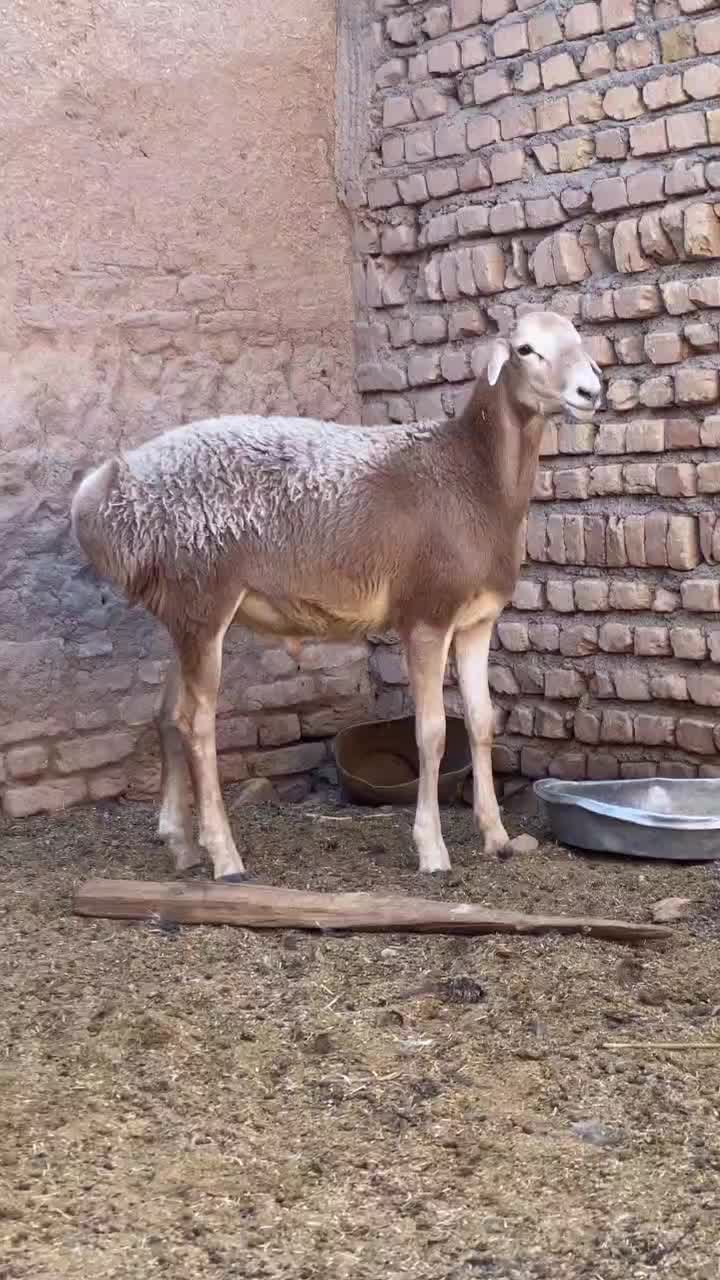 بره چینی قندوزی|حیوانات مزرعه|کاشمر, |دیوار