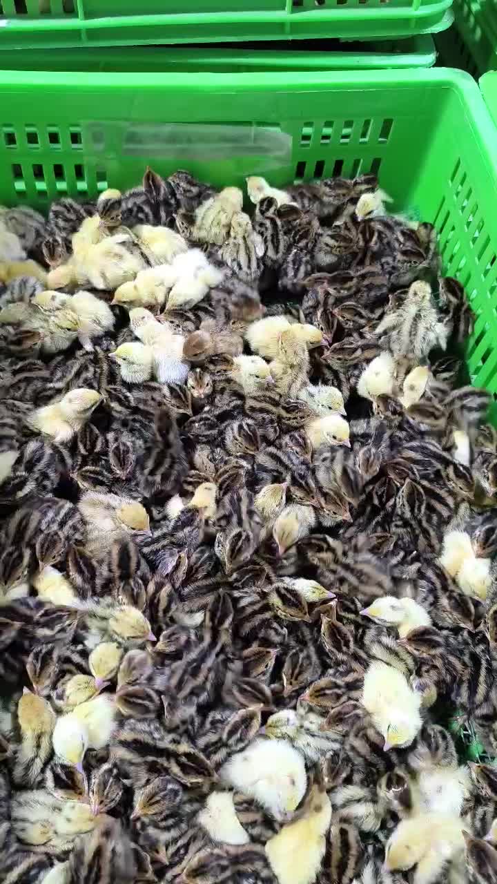 بلدرچین یکروزه|حیوانات مزرعه|خسروشاه, |دیوار