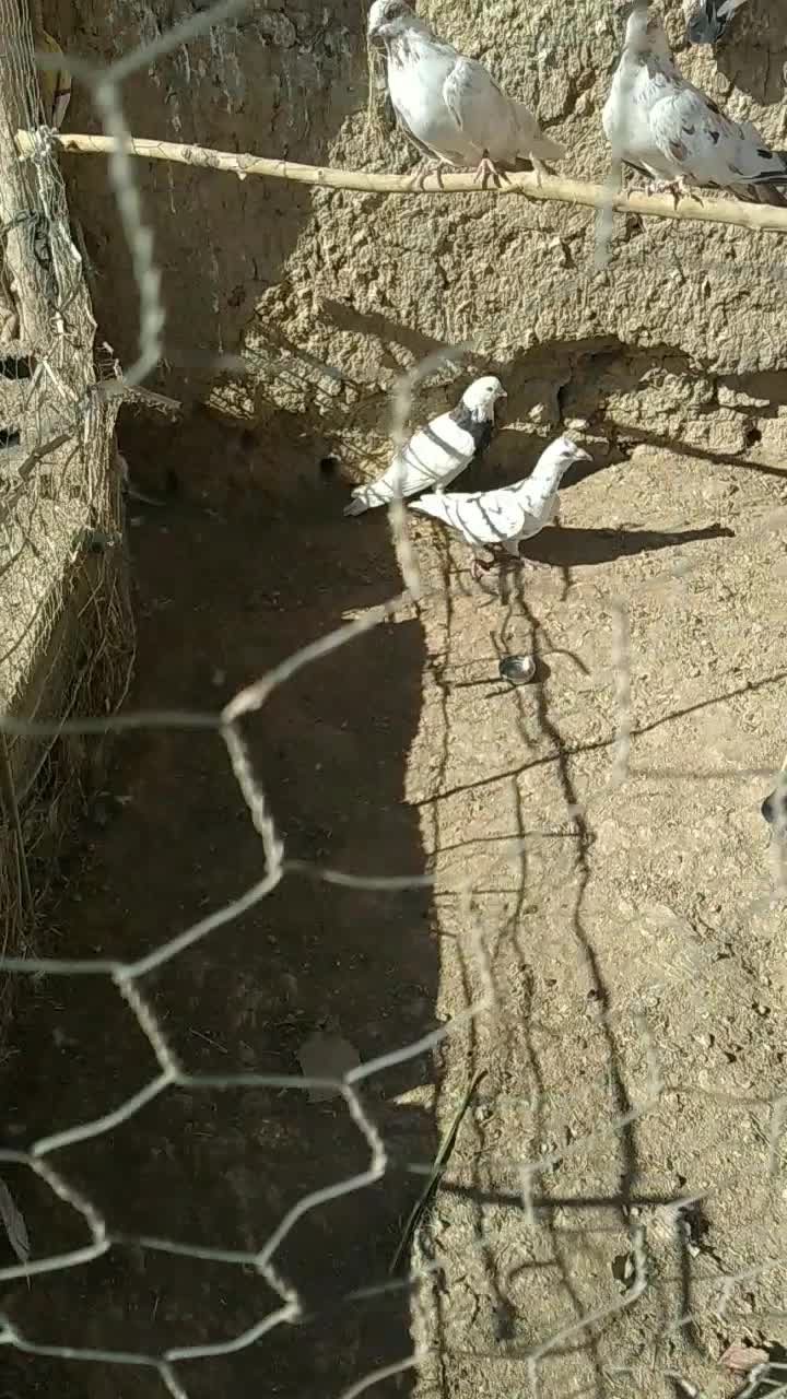 کبوتر|پرنده|کبودرآهنگ, |دیوار