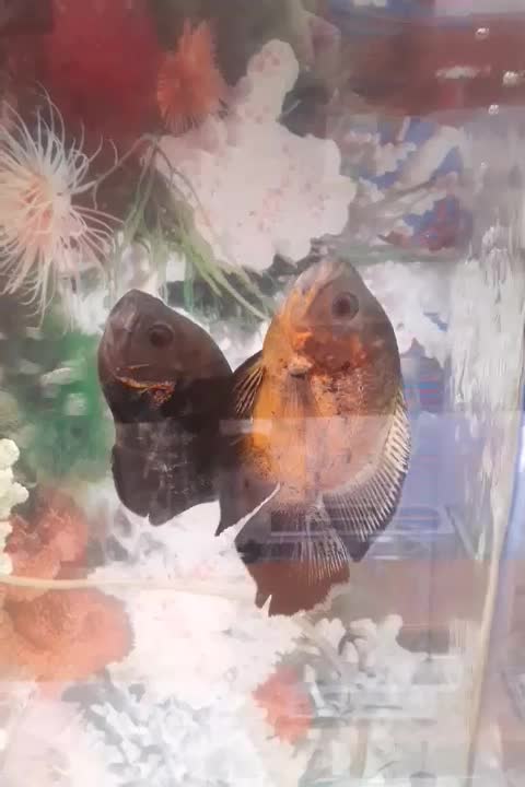 ماهی اسکار|ماهی|صحنه, |دیوار