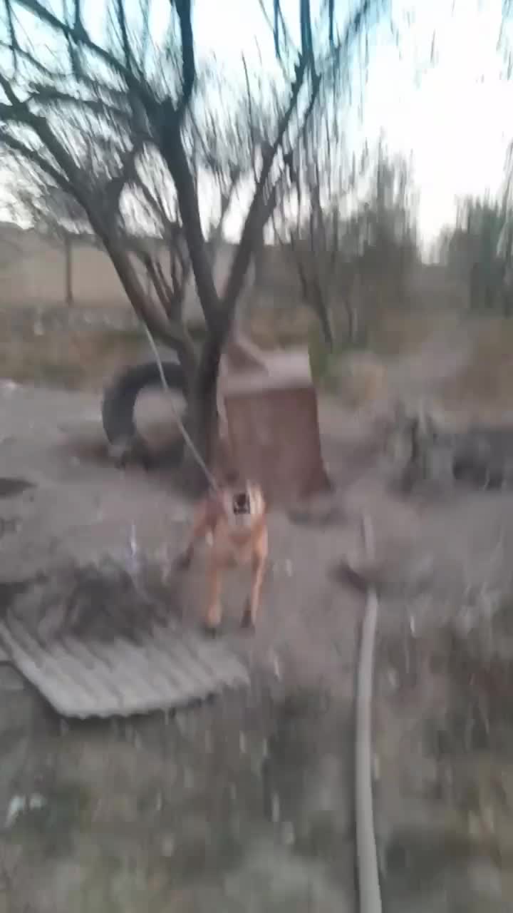 سگ نگهبان|سگ|مشهد, مهدی آباد|دیوار