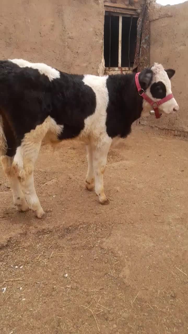 گوساله نر|حیوانات مزرعه|اسفرورین, |دیوار