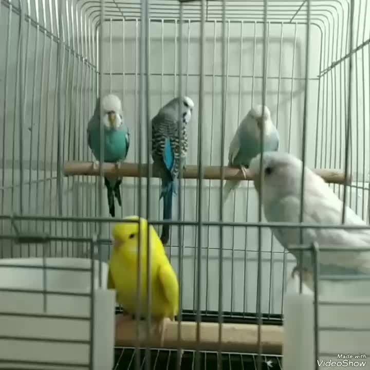 پنج عدد مرغ عشق انگلیسی گرید A|پرنده|اهواز, گلستان|دیوار