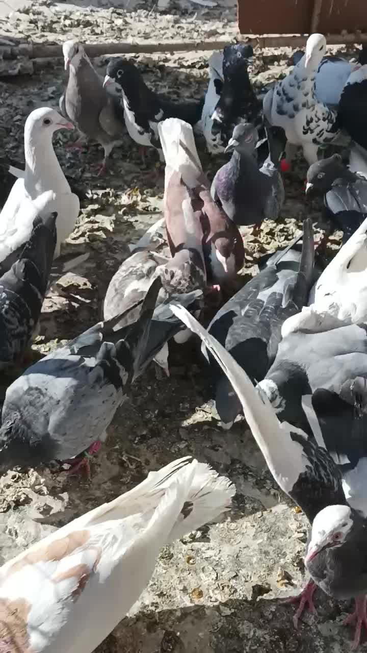 کفتر پرشی|پرنده|نیشابور, چمبران|دیوار