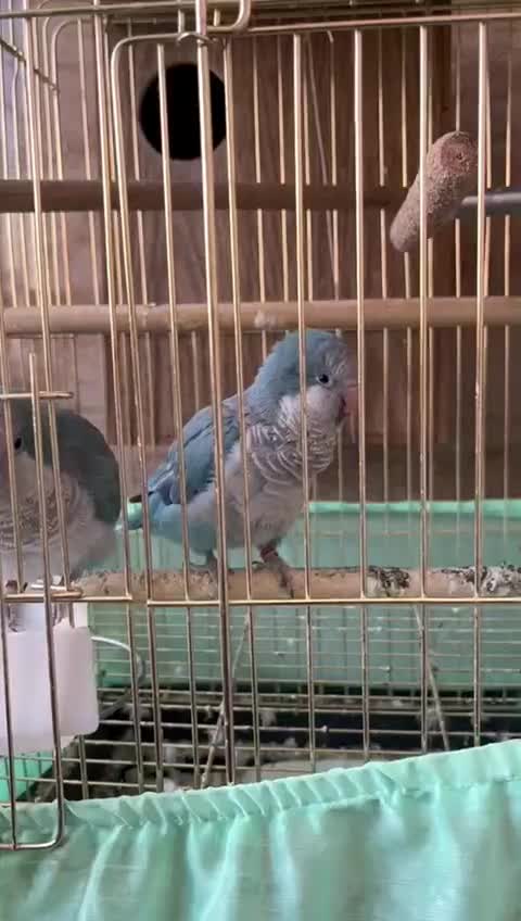 یک جفت راهب آبی اوپلاین مولد|پرنده|تهران, سازمان برنامه جنوبی|دیوار