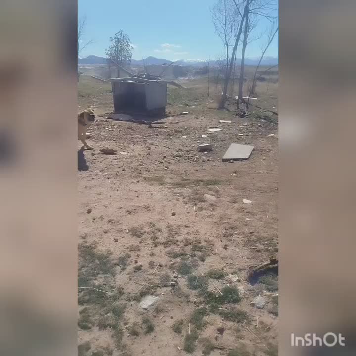 سگ پژدر|سگ|دهگلان, |دیوار