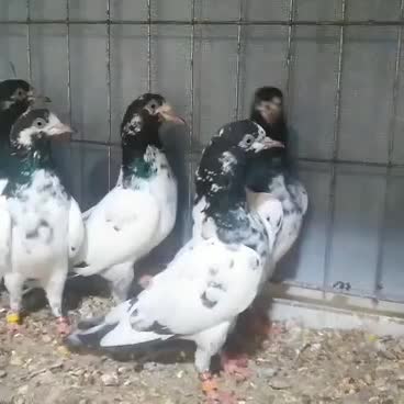 کبوترتیدی بلندپرواز|پرنده|تهران, کوی بیمه|دیوار