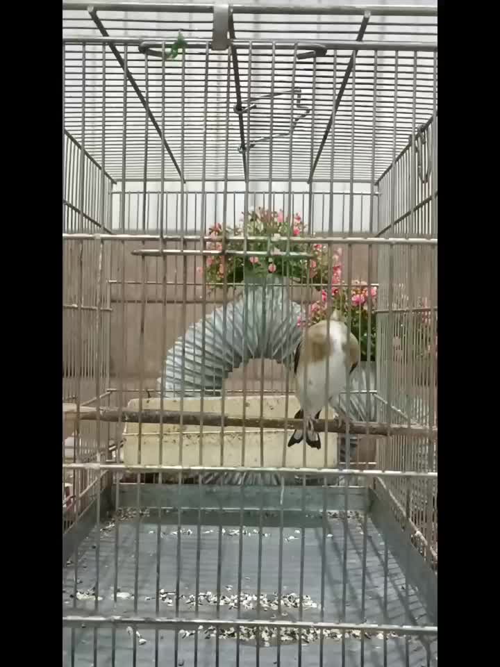 سهره دورگ|پرنده|فردیس, قریشی|دیوار