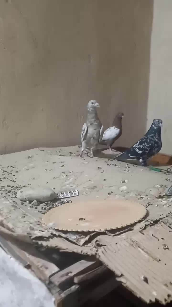 سرور دم.کله.سرور پلاکی|پرنده|شیراز, انجیر|دیوار