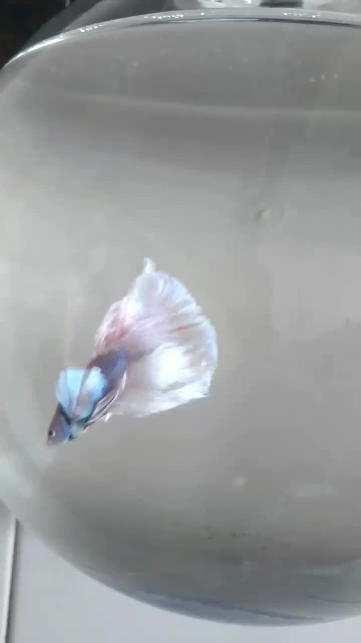 فایتر|ماهی|لنجان, |دیوار