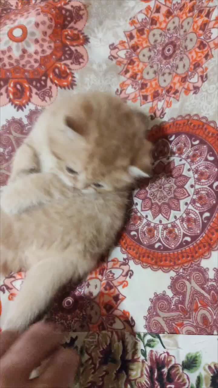 british golden|گربه|کرج, گوهردشت|دیوار