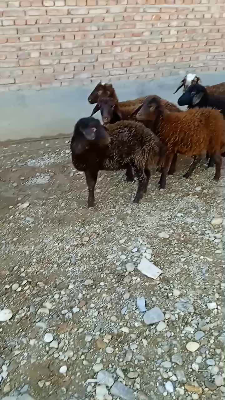 بره ماده قزل افشار|حیوانات مزرعه|بکتاش, |دیوار