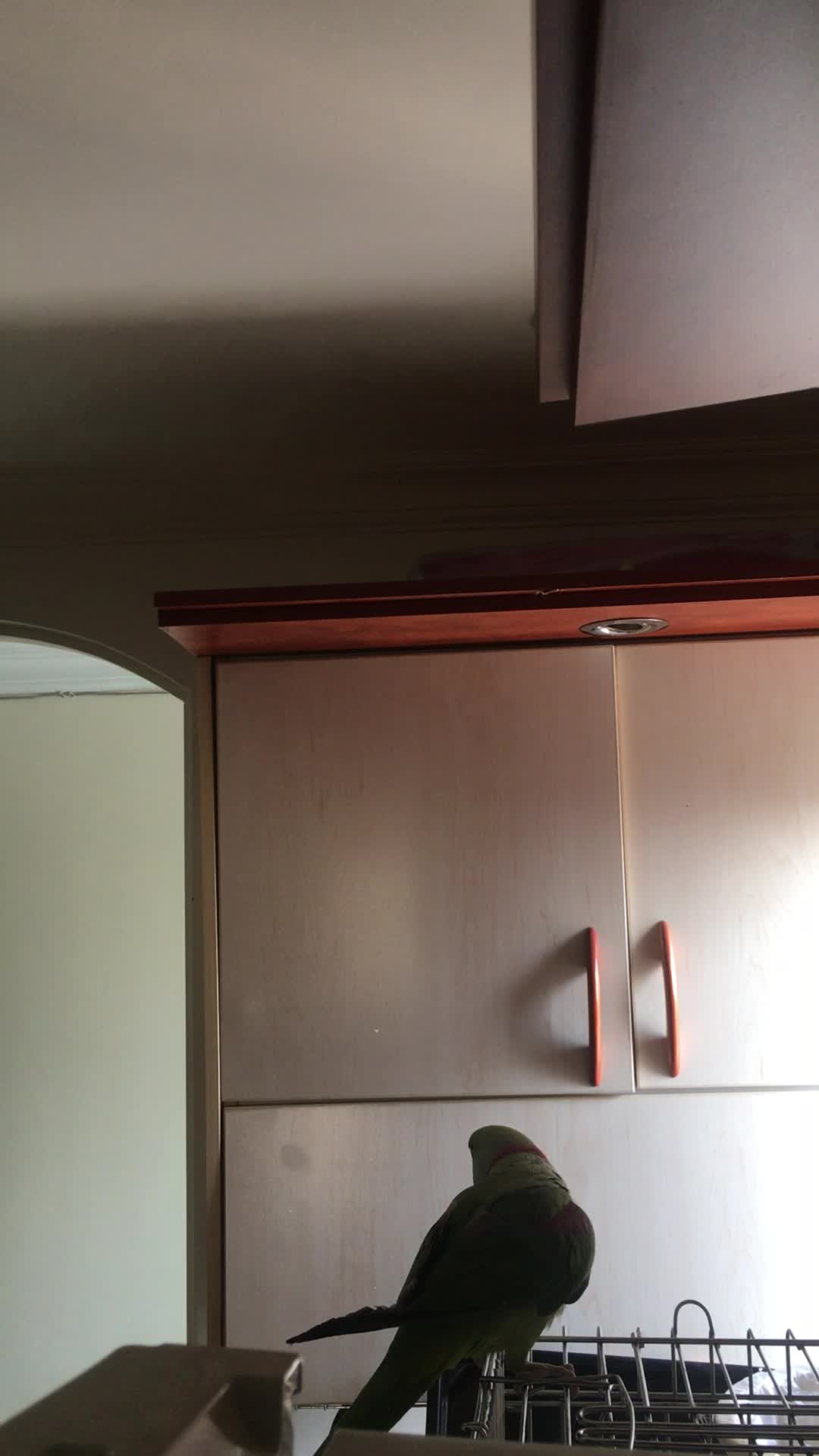 0919.565.7005|سیم‌کارت|تهران, امانیه|دیوار