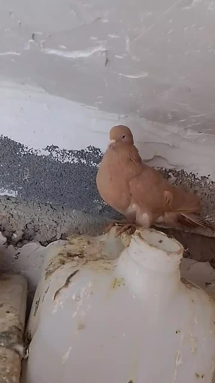 کبوتر|پرنده|شیراز, شهرک قمشه|دیوار