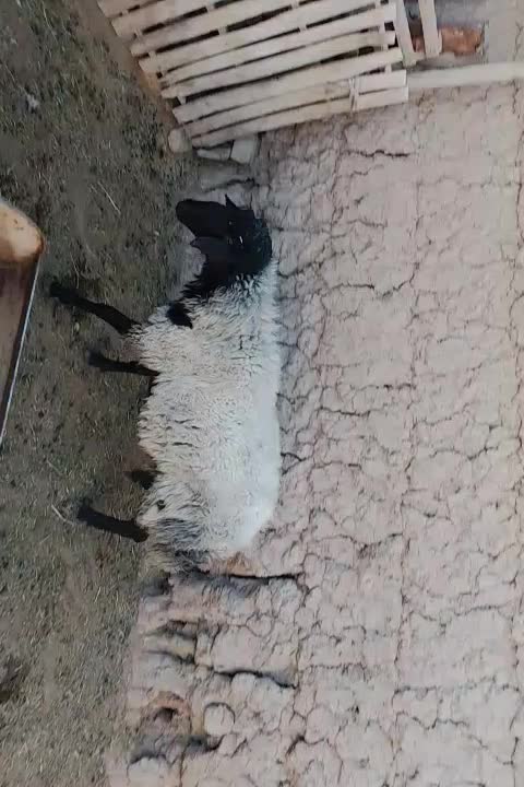 بره شال 18ماهه|حیوانات مزرعه|میبد, |دیوار