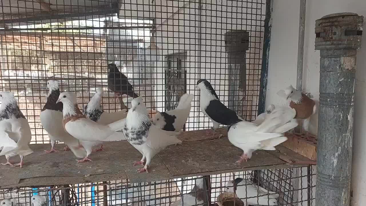 کبوترطوقی نر|پرنده|آزادشهر, |دیوار