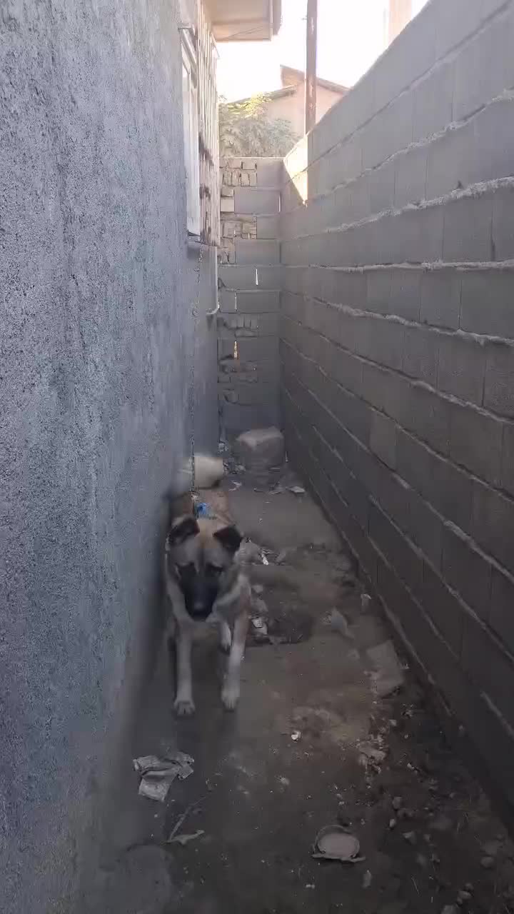 سگ دورگه گرگی .الابای|سگ|علی‌آباد کتول, |دیوار