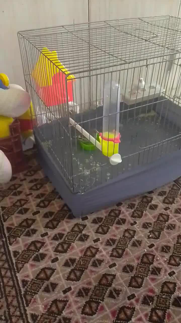 دوعدد فنج دانه ای ۱۵۰|پرنده|هرسین, |دیوار