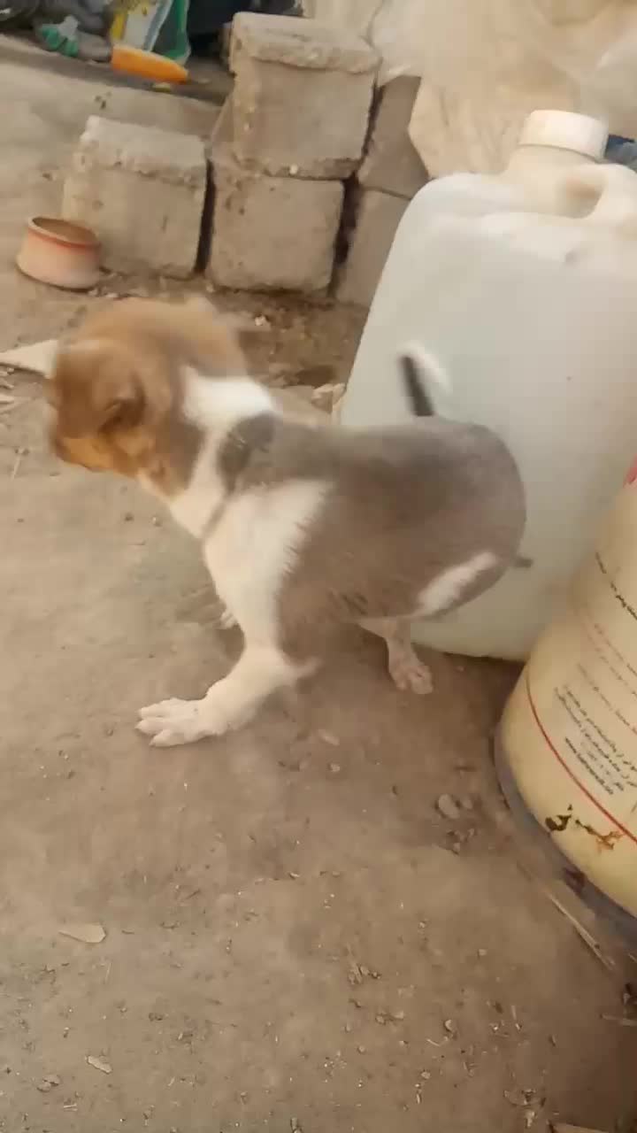 توله برای گله و نگهبانی|سگ|رودخانه, |دیوار