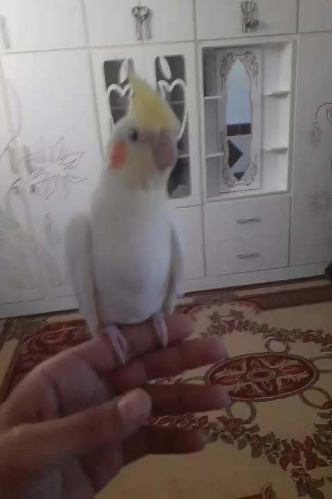 جوجه عروس هلندی|پرنده|اهواز, شهرک دانشگاه|دیوار