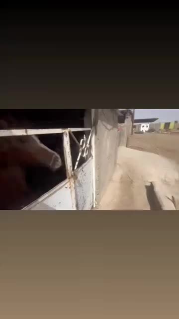 اسب|اسب و تجهیزات اسب‌سواری|بم, |دیوار