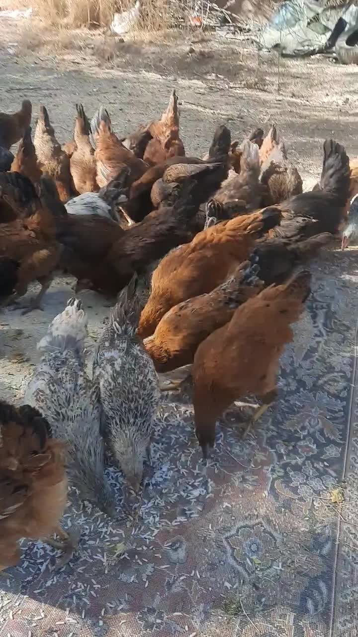 مرغ و خروس ۵ تا ۶ ماهه|حیوانات مزرعه|الشتر, |دیوار