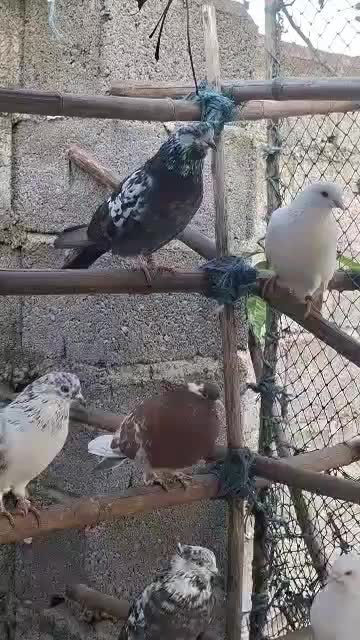 کفتر پرشی|پرنده|آستانه اشرفیه, |دیوار