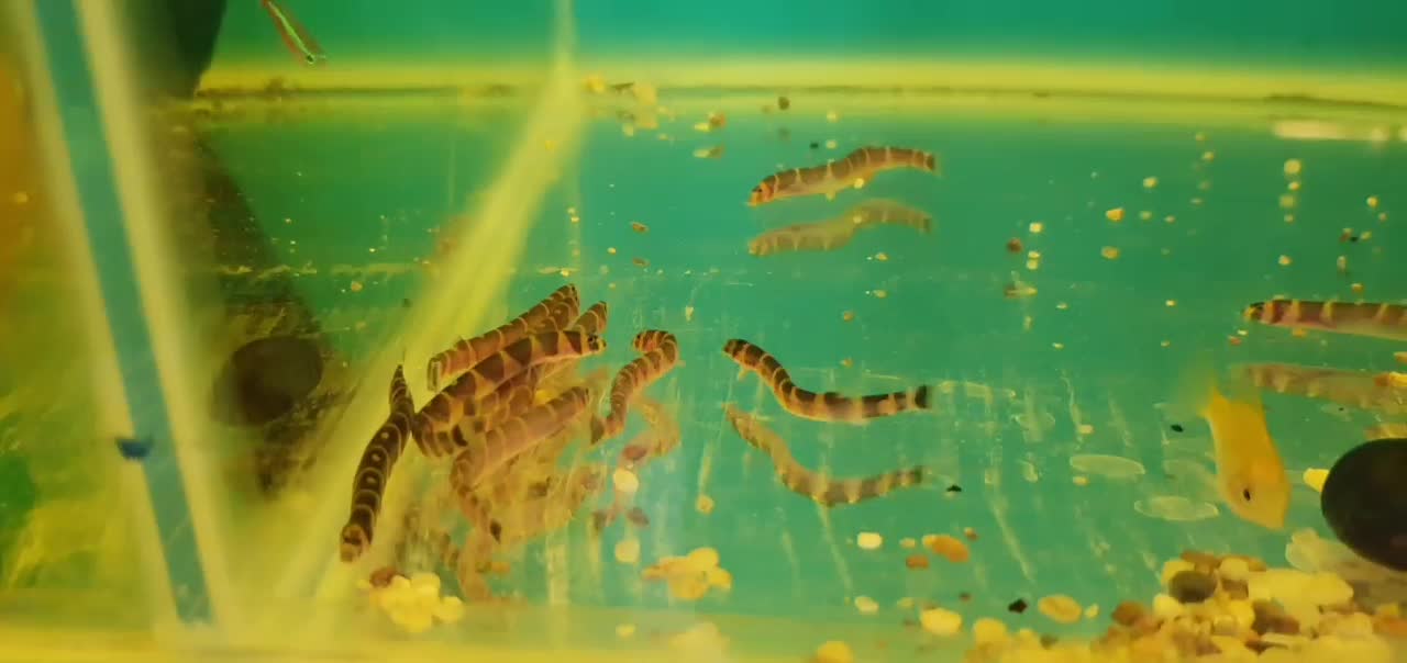 لوچ نواری خوش سایز قاسم آباد فلاحی|ماهی|مشهد, فرهنگیان (شهرک غرب)|دیوار